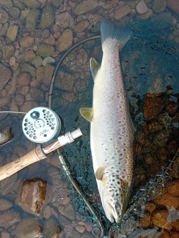 March brown feeder 1